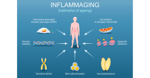 diagram showing inflammaging