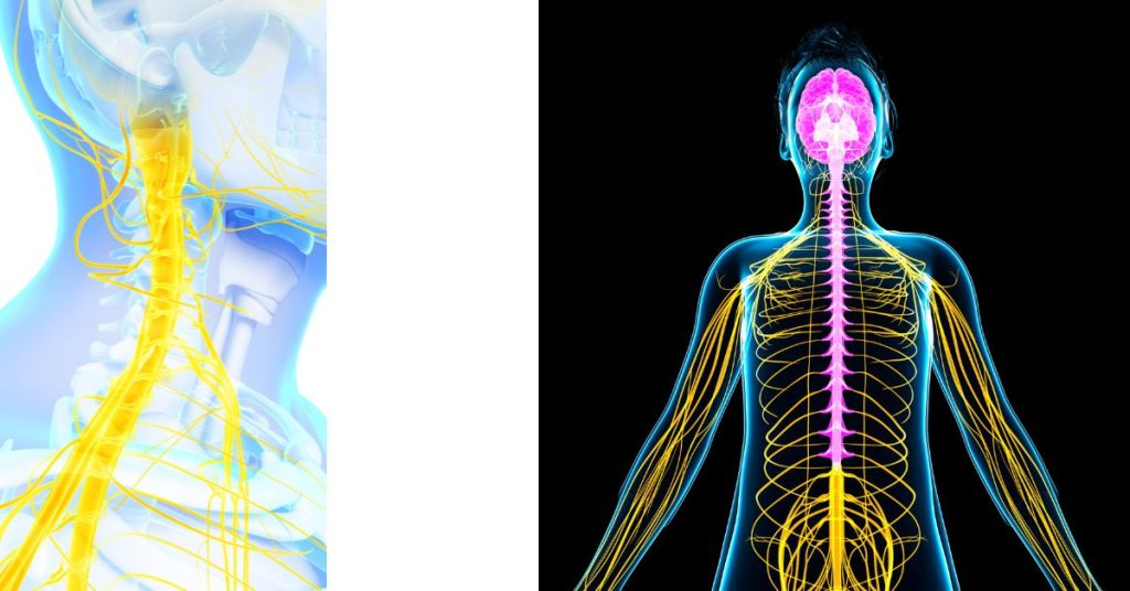 The vagus nerve