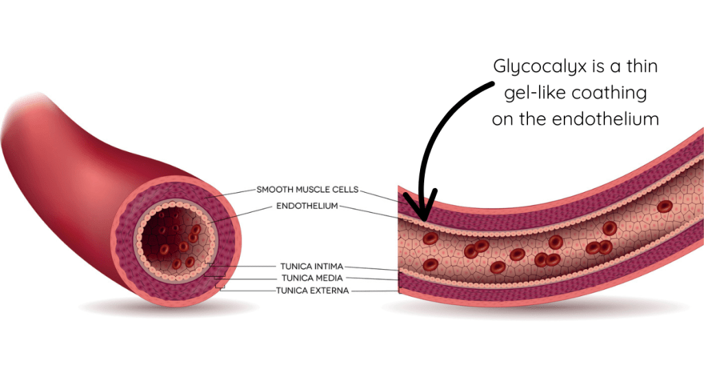 The Glycocheck Microvascular assessment measures microcirculation